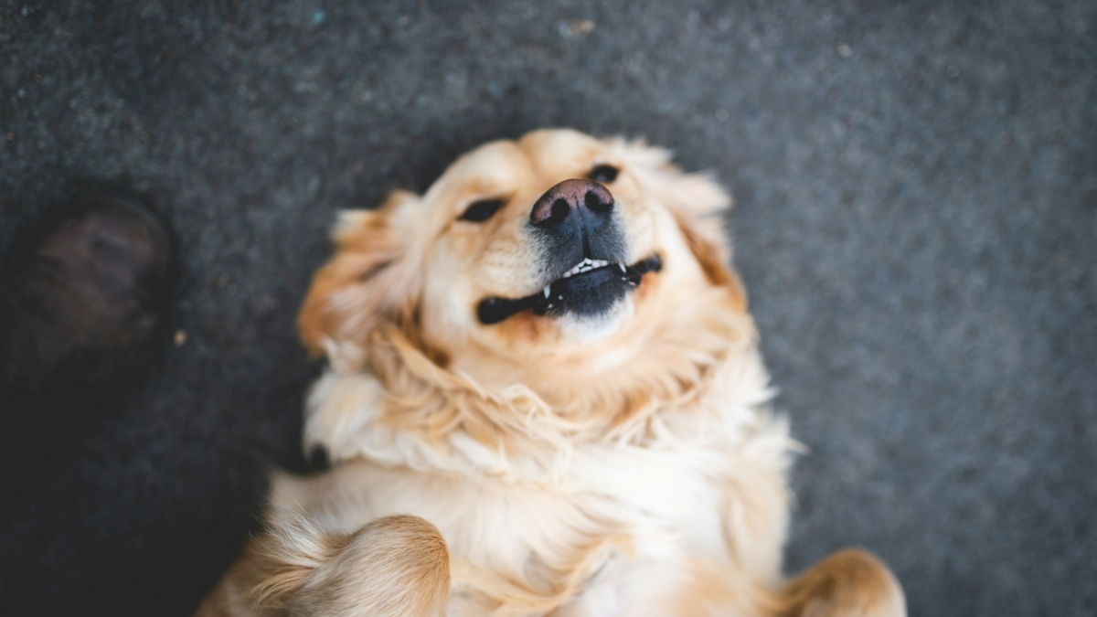 Illustration : "Séparé longtemps de sa maîtresse, ce Golden Retriever la reconnaît dès son arrivée et laisse éclater une joie impossible à contenir (vidéo)"