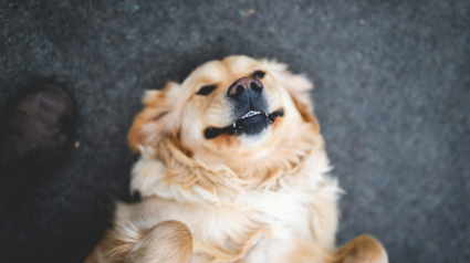 Illustration : S&eacute;par&eacute; longtemps de sa ma&icirc;tresse, ce Golden Retriever la reconna&icirc;t d&egrave;s son arriv&eacute;e et laisse &eacute;clater une joie impossible &agrave; contenir (vid&eacute;o)