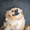 Illustration : S&eacute;par&eacute; longtemps de sa ma&icirc;tresse, ce Golden Retriever la reconna&icirc;t d&egrave;s son arriv&eacute;e et laisse &eacute;clater une joie impossible &agrave; contenir (vid&eacute;o)