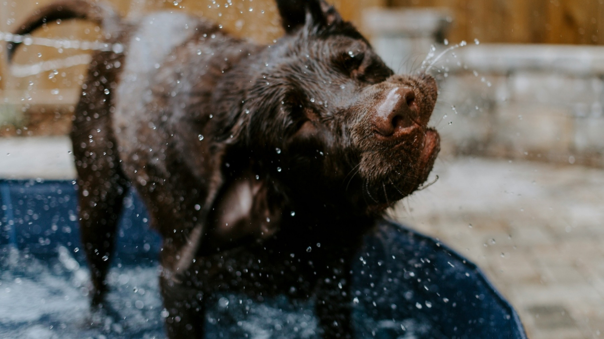Illustration : "Pourquoi votre chien se frotte-t-il le museau au sol après le bain ?"