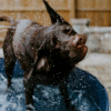 Illustration : Pourquoi votre chien se frotte-t-il le museau au sol apr&egrave;s le bain ?