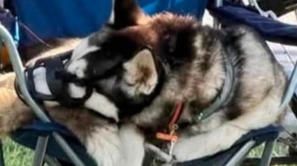 Illustration : Apr&egrave;s les h&eacute;sitations initiales des autorit&eacute;s, une chienne malmen&eacute;e par son ma&icirc;tre depuis des mois est enfin saisie