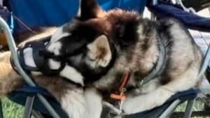 Illustration : Apr&egrave;s les h&eacute;sitations initiales des autorit&eacute;s, une chienne malmen&eacute;e par son ma&icirc;tre depuis des mois est enfin saisie