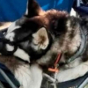 Illustration : Apr&egrave;s les h&eacute;sitations initiales des autorit&eacute;s, une chienne malmen&eacute;e par son ma&icirc;tre depuis des mois est enfin saisie