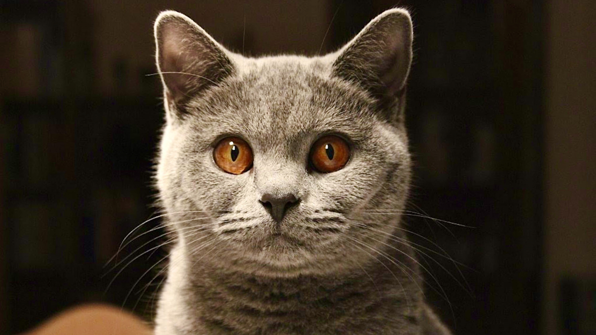 Illustration : "Le cerveau des chats a rétréci de 25 % au fil des siècles, selon une étude scientifique"
