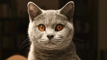 Illustration : Le cerveau des chats a r&eacute;tr&eacute;ci de 25 % au fil des si&egrave;cles, selon une &eacute;tude scientifique