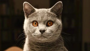 Illustration : "Le cerveau des chats a rétréci de 25 % au fil des siècles, selon une étude scientifique"