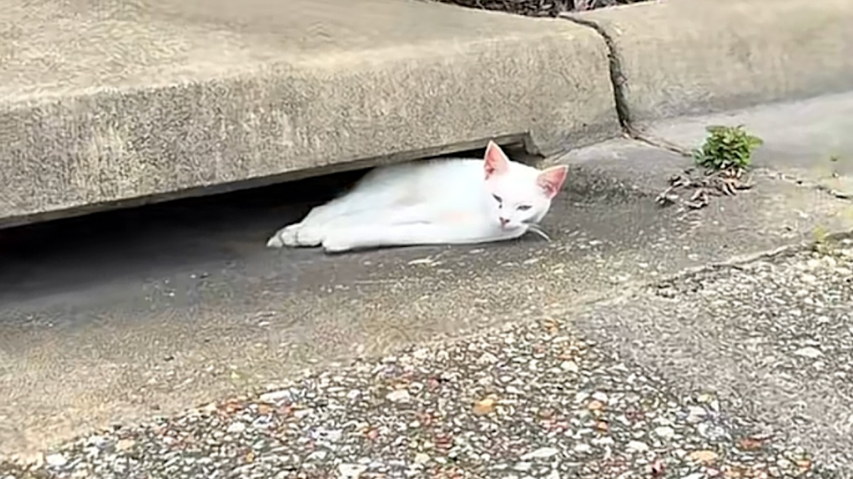 Illustration : "Elle découvre une chatte immobile près d’une bouche d’égout et comprend rapidement qu'elle ne demande qu'à être aimée"