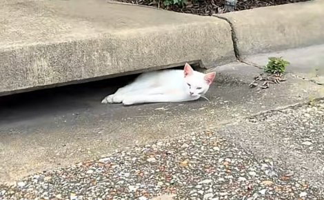Elle découvre une chatte immobile près d’une bouche d’égout et comprend rapidement qu'elle ne demande qu'à être aimée