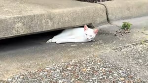 Illustration : Elle d&eacute;couvre une chatte immobile pr&egrave;s d&rsquo;une bouche d&rsquo;&eacute;gout et comprend rapidement qu'elle ne demande qu'&agrave; &ecirc;tre aim&eacute;e