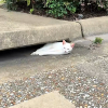 Illustration : Elle d&eacute;couvre une chatte immobile pr&egrave;s d&rsquo;une bouche d&rsquo;&eacute;gout et comprend rapidement qu'elle ne demande qu'&agrave; &ecirc;tre aim&eacute;e