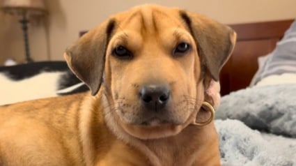 Illustration : Apr&egrave;s avoir sauv&eacute; un chiot de la noyade pendant ses vacances, elle se bat pour le ramener chez elle (vid&eacute;o)
