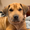 Illustration : Apr&egrave;s avoir sauv&eacute; un chiot de la noyade pendant ses vacances, elle se bat pour le ramener chez elle (vid&eacute;o)