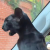 Illustration : Jug&eacute; &laquo; un peu particulier &raquo; par son refuge, ce chat adopt&eacute; est si atypique que tout le monde le prend pour un chien (vid&eacute;o)