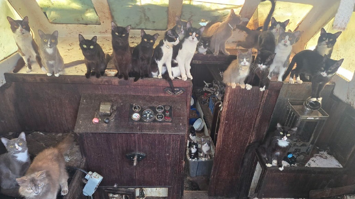 Illustration : "La découverte d'une trentaine de chats livrés à eux-mêmes dans un bateau abandonné donne lieu à une opération de sauvetage inédite"