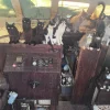 Illustration : La d&eacute;couverte d'une trentaine de chats livr&eacute;s &agrave; eux-m&ecirc;mes dans un bateau abandonn&eacute; donne lieu &agrave; une op&eacute;ration de sauvetage in&eacute;dite