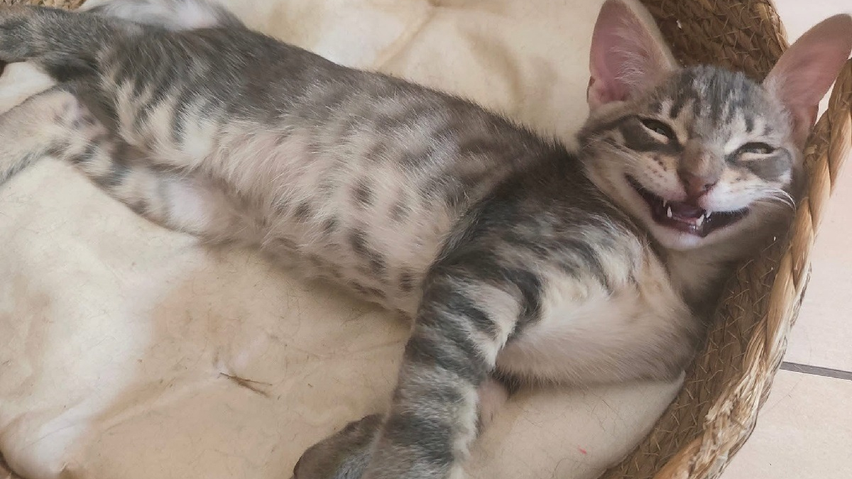 Illustration : "Ce chaton au sourire malicieux attend d'être adopté à des milliers de km de chez lui après avoir été sauvé d'un égout "