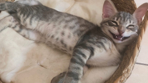 Illustration : Ce chaton au sourire malicieux attend d'être adopté à des milliers de km de chez lui après avoir été sauvé d'un égout 