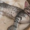 Illustration : Ce chaton au sourire malicieux attend d'&ecirc;tre adopt&eacute; &agrave; des milliers de km de chez lui apr&egrave;s avoir &eacute;t&eacute; sauv&eacute; d'un &eacute;gout 