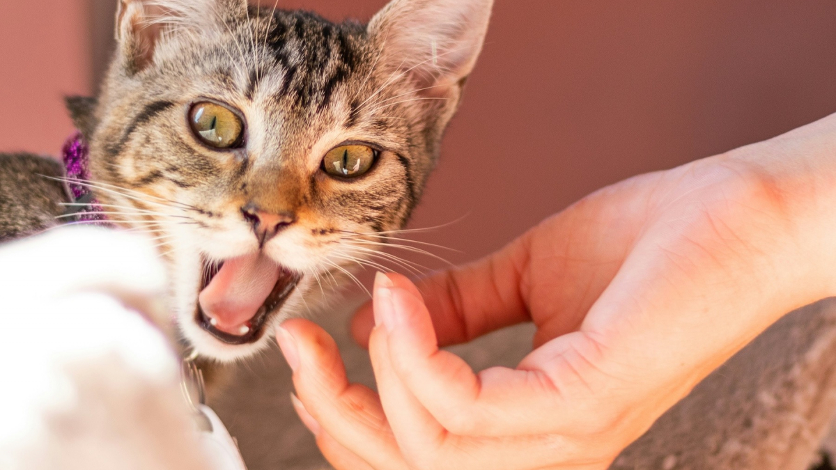Illustration : "Pourquoi votre chat vous attaque-t-il après avoir regardé par la fenêtre ?"