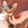 Illustration : Pourquoi votre chat vous attaque-t-il apr&egrave;s avoir regard&eacute; par la fen&ecirc;tre ?