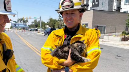 Illustration : Une famille avait perdu tout espoir de revoir son chat apr&egrave;s un incendie, les pompiers le retrouvent 3 jours plus tard
