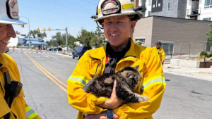 Illustration : Une famille avait perdu tout espoir de revoir son chat après un incendie, les pompiers le retrouvent 3 jours plus tard