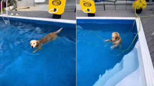 Illustration : Pris en flagrant délit dans la piscine de ses voisins, ce Golden Retriever refuse de partir malgré les appels de sa maîtresse (vidéo)