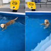 Illustration : Pris en flagrant d&eacute;lit dans la piscine de ses voisins, ce Golden Retriever refuse de partir malgr&eacute; les appels de sa ma&icirc;tresse (vid&eacute;o)