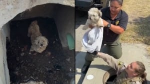 Illustration : Quelques heures apr&egrave;s le sauvetage d'une chienne coinc&eacute;e dans un &eacute;gout, sa propri&eacute;taire vient la r&eacute;cup&eacute;rer en r&eacute;v&eacute;lant qu'elle la cherchait depuis 30 jours