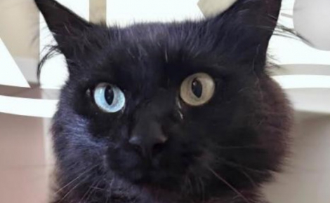 Retrouvé à l’étranger 3 ans après sa disparition, ce chat est ramené auprès de sa famille grâce à des bénévoles (vidéo)