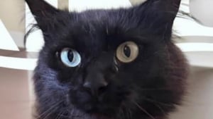 Illustration : Retrouv&eacute; &agrave; l&rsquo;&eacute;tranger 3 ans apr&egrave;s sa disparition, ce chat est ramen&eacute; aupr&egrave;s de sa famille gr&acirc;ce &agrave; des b&eacute;n&eacute;voles (vid&eacute;o)