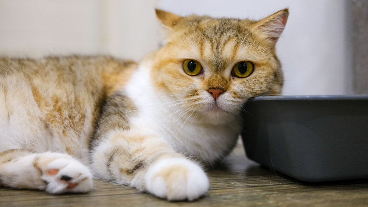 Illustration : "Faut-il mettre votre chat à la diète pendant 24 heures en cas de diarrhée ?"