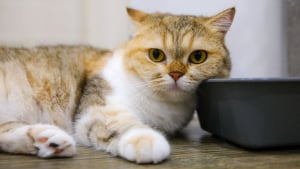 Illustration : "Faut-il mettre votre chat à la diète pendant 24 heures en cas de diarrhée ?"