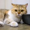 Illustration : Faut-il mettre votre chat &agrave; la di&egrave;te pendant 24 heures en cas de diarrh&eacute;e ?