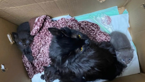 Illustration : 2 bénévoles de refuge trouvent un carton devant leur porte et portent secours à toute une famille de chats