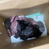 Illustration : 2 b&eacute;n&eacute;voles de refuge trouvent un carton devant leur porte et portent secours &agrave; toute une famille de chats