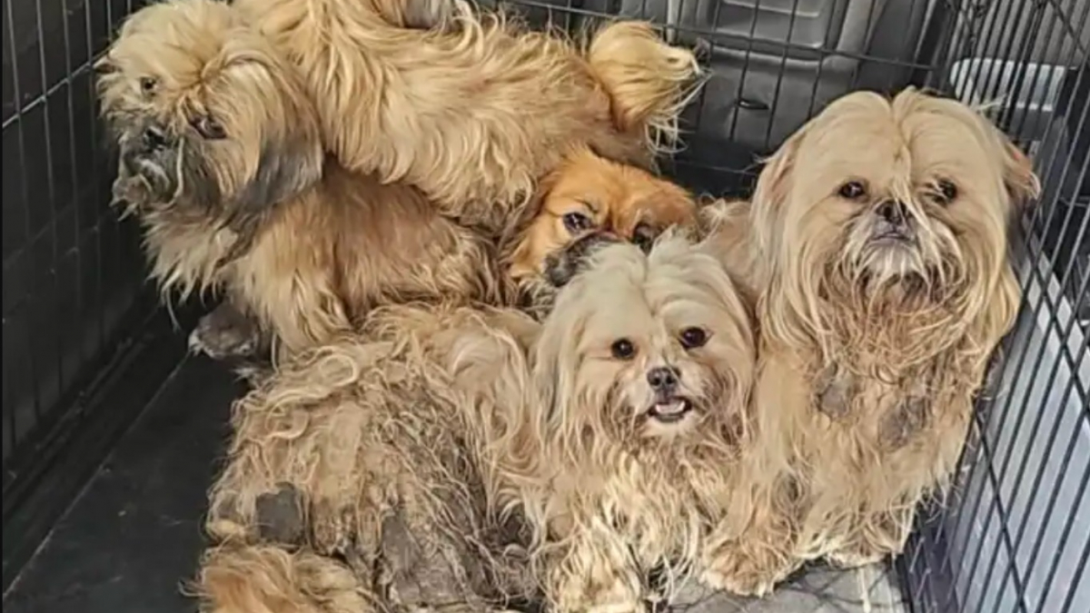 Illustration : "Après avoir découvert des petits chiens errants et couverts de nœuds, des habitants organisent leur sauvetage avec plusieurs associations"