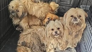 Illustration : Apr&egrave;s avoir d&eacute;couvert des petits chiens errants et couverts de n&oelig;uds, des habitants organisent leur sauvetage avec plusieurs associations
