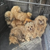 Illustration : Apr&egrave;s avoir d&eacute;couvert des petits chiens errants et couverts de n&oelig;uds, des habitants organisent leur sauvetage avec plusieurs associations