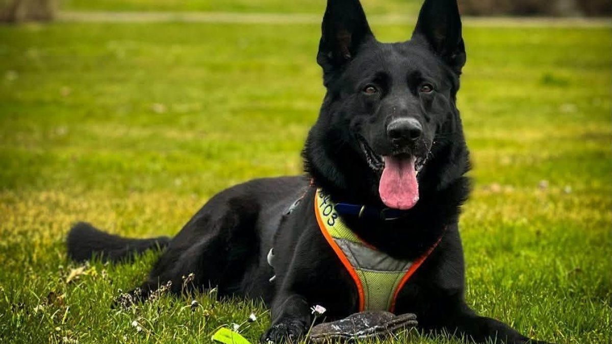 Illustration : "En Eure-et-Loir, un chien gendarme retrouve une personne disparue dans un bosquet où elle était presque impossible à voir"