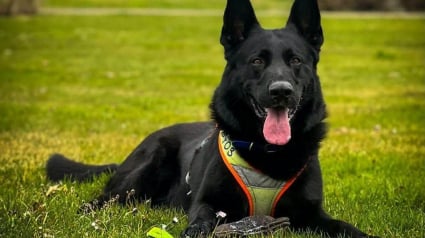 Illustration : En Eure-et-Loir, un chien gendarme retrouve une personne disparue dans un bosquet o&ugrave; elle &eacute;tait presque impossible &agrave; voir
