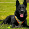 Illustration : En Eure-et-Loir, un chien gendarme retrouve une personne disparue dans un bosquet o&ugrave; elle &eacute;tait presque impossible &agrave; voir