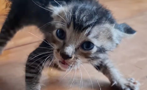 Effrayé par les humains, ce chaton apprend peu à peu à faire confiance et devient méconnaissable grâce à l’amour (vidéo)