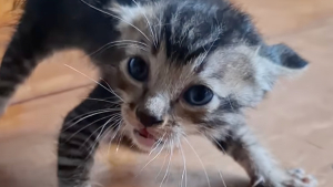 Illustration : Effrayé par les humains, ce chaton apprend peu à peu à faire confiance et devient méconnaissable grâce à l’amour (vidéo)