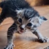 Illustration : Effray&eacute; par les humains, ce chaton apprend peu &agrave; peu &agrave; faire confiance et devient m&eacute;connaissable gr&acirc;ce &agrave; l&rsquo;amour (vid&eacute;o)