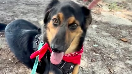 Illustration : Apr&egrave;s une grave blessure &agrave; la t&ecirc;te, ce chien retourne voir ses sauveteurs pour leur montrer son incroyable transformation (vid&eacute;o)