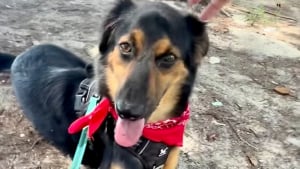 Illustration : Après une grave blessure à la tête, ce chien retourne voir ses sauveteurs pour leur montrer son incroyable transformation (vidéo)