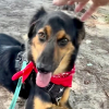 Illustration : Apr&egrave;s une grave blessure &agrave; la t&ecirc;te, ce chien retourne voir ses sauveteurs pour leur montrer son incroyable transformation (vid&eacute;o)