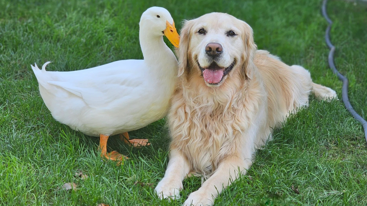 Illustration : "« Elle a recommencé à sourire », après ses crises d’épilepsie, cette Golden Retriever avait perdu sa joie de vivre jusqu’à l’arrivée d’un ami canard (vidéo)"